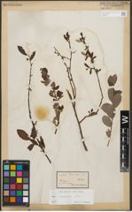 Foto von Salix starkeana Willd.